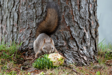 チョウセンゴヨウの実を食べるエゾリス