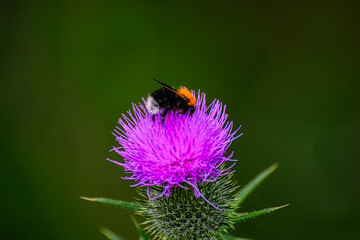 Makro, Hummel, Blume, Hintergrund