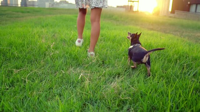 Small dog named Artur with owner, young woman, relaxing on the grass in park. Slow motion. Dog and human love