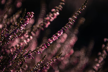 Beautiful purple blooming heath flowers in the heather landscape in germany. Natural evening light...