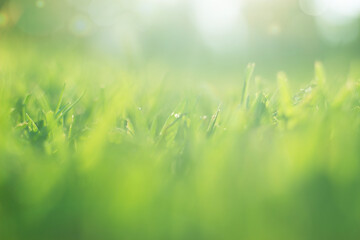 Green grass with bokeh; Nature background with copy space