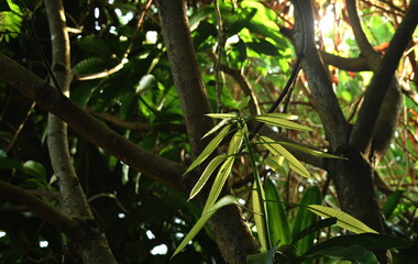 young mango leaf growth from trunk in garden