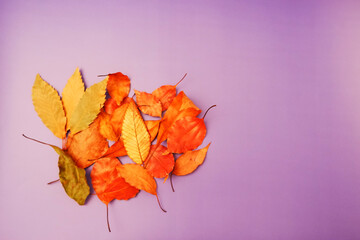 Autumn leaves on colorful  background, fallen leaves, 紅葉、秋の落ち葉