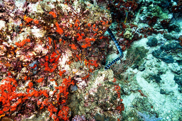 Banded Sea Snake