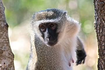 A Wild Tantalus Monkey 