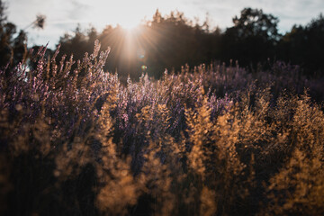 Beautiful purple blooming heath flowers in the heather landscape in germany. Natural evening light...