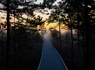 A wooden board hiking and walking path trail over the ponds and lakes in a swamp bog with pine tree...