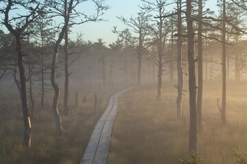 A wooden board hiking and walking path trail over the ponds and lakes in a swamp bog with pine tree forest during an early morning fog with the front part in focus and copy space