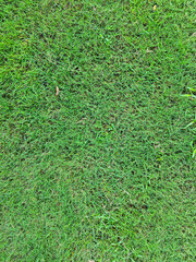 The texture of grass in day time