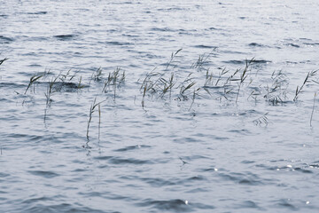 Young reeds above the water surface