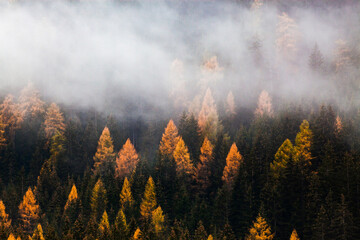 autumn nature background forest in fog