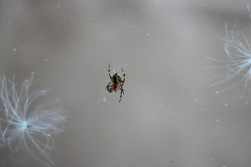 Spider on my back porch