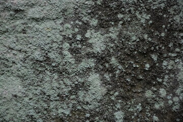 lichen on rock texture