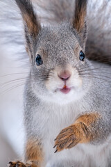 Portrait of a squirrel in winter on white snow background