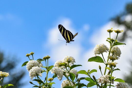 Zebrafalter