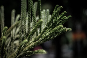 Top of the pine leaves in the public garden