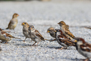 Spatzen