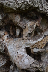 deformed wood texture