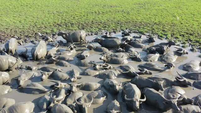 4K drone footage top view of wildlife water buffalo swimming in mud