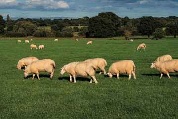 Obraz premium Sheep and lamb in the field