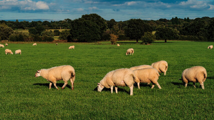 Sheep and lamb in the field