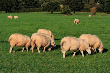 Naklejka premium Sheep and lamb in the field