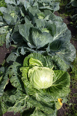 A bed of cabbage with large juicy green leaves and one head of cabbage