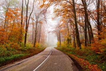 curvy road in beautiful foggy forest in autumn