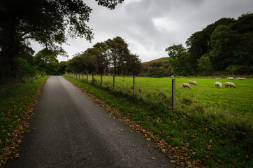 Fototapeta na wymiar Asphalt road by the side of a fenced green field with grazing sheep, Argyll, Scotland