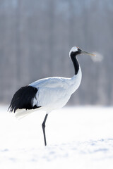 北海道　道東　釧路　タンチョウ