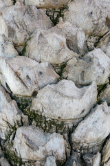 Background image of palm trunk with stripes.