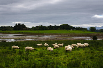 Obraz premium A flock of sheep in the countryside with a stormy sky, Loch Laich, Scotland, United Kingdom