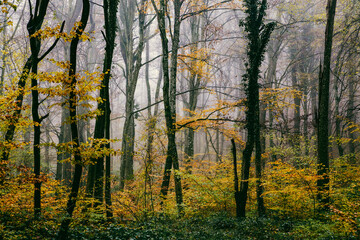 beautiful foggy forest in autumn