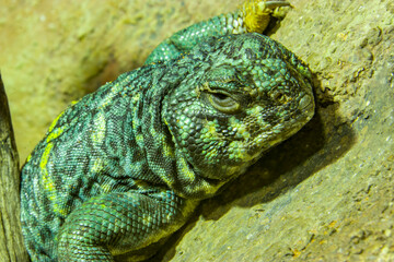 Naklejka na ściany i meble ornate mastigure (Uromastyx ornata) is a species of lizard in the family Agamidae. These medium-sized lizards are among the most colorful members of the genus.