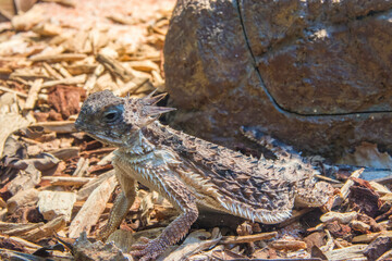 A Junvenile regal horned lizard (Phrynosoma solare), it is a horned lizard species native to Mexico and the Southwest United States.
It is a small, flat lizard about the size of palm of a man's hand.