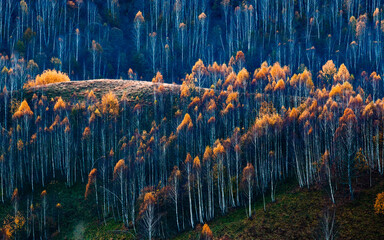 Herbst Hintergrund bunte Bäume in der Landschaft © Melinda Nagy