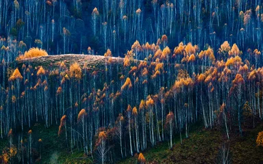 Herbst Hintergrund bunte Bäume in der Landschaft © Melinda Nagy