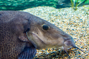 The giraffe catfish (Auchenoglanis occidentalis) is an African catfish. It eats plants off the floor of lakes and streams.
It is found throughout Africa in lakes and rivers.