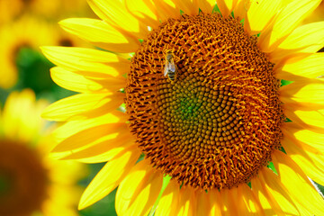 sunflower - bright field with yellow flowers, beautiful summer landscape