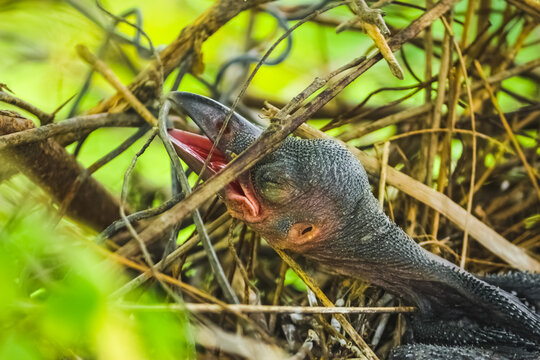 Baby Crow Is Lying In The Nest And Hatching Waiting For Their Mother For Food. New Born Crow / Corvus On Crow Nest Top Of The Tree. Birds Breeding At Home, Baby Bird On The Hunt.