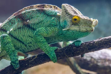 Fotobehang The Parson's chameleon (Calumma parsonii) is a large species of chameleon, a lizard in the family Chamaeleonidae. It is endemic to Madagascar.  © Danny Ye