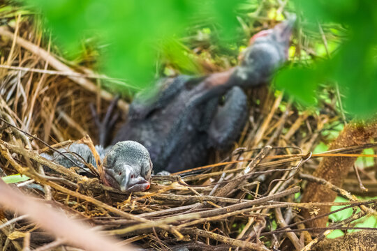 Baby Crow Is Lying In The Nest And Hatching Waiting For Their Mother For Food. New Born Crow / Corvus On Crow Nest Top Of The Tree. Birds Breeding At Home, Baby Bird On The Hunt.