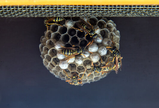 Wasps working on the construction and maintenance of wasp nest. Wasp nest with cells under window roof.