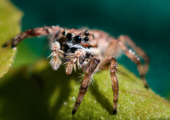 Spider macro photograph