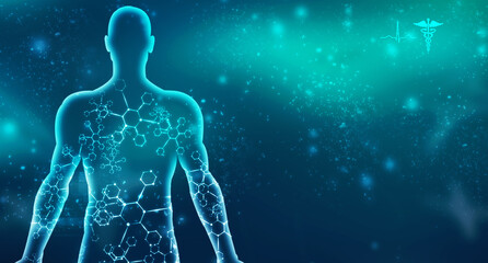 2d illustration Human Male Muscle Body