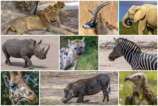 A collage of photos about wild animals