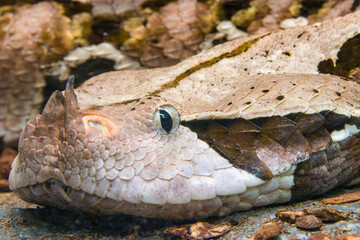 The Gaboon viper (Bitis gabonica) is a viper species found in the rainforests and savannas of sub-Saharan Africa.
Like all vipers, it is venomous. It is the largest member of the genus Bitis.
