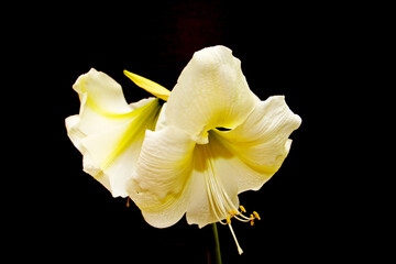 Fototapeta na wymiar White Hippeastrum on a black background, large pale yellow Hippeastrum flower, long stamens