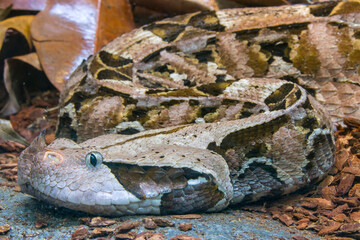 The Gaboon viper (Bitis gabonica) is a viper species found in the rainforests and savannas of sub-Saharan Africa.
Like all vipers, it is venomous. It is the largest member of the genus Bitis.