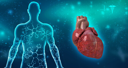 3d illustration  Anatomy of Human Heart 
